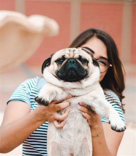 popular pug names  dog people