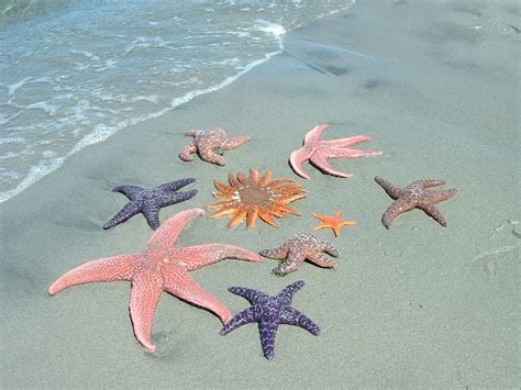 starfish  amazing habitat  water planetanimalzone