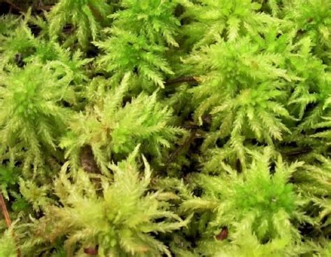 sphagnum moss vancouver island bc gohikingca