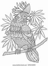 Cockatoo Parrot Pappagallo Cacatua Adulti sketch template