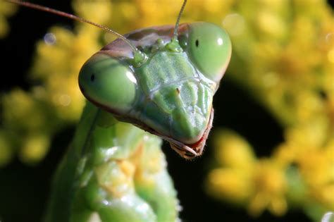 Arab Pest Control The Praying Mantis