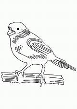 Canary Coloring Sketch Pages Bird Popular Getcolorings Coloringhome Color sketch template