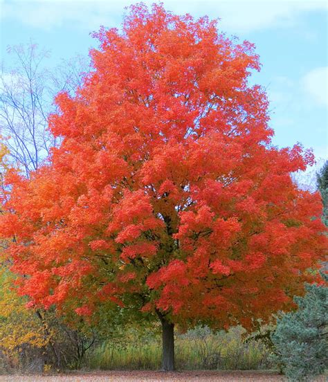 autumn maple photograph  kay novy fine art america