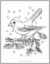 Bird Coloring Snow Winter Branch Tree Kids Activity Weathering Perched Pine Fun Beautiful High Make Will sketch template