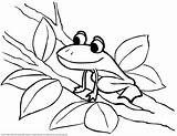 Frog Coloring Color Pages Kids Drawing Frogs Printable Coqui Tree Blank Clipart Print Colorear Sheet Drawings Para Cycle Panda Presentations sketch template