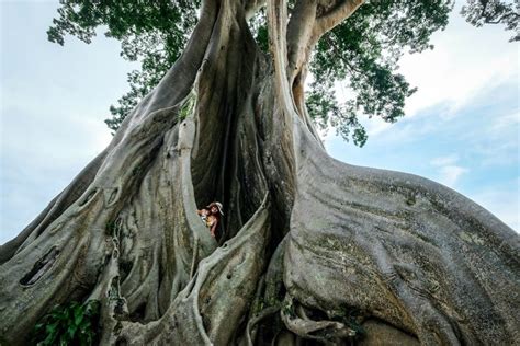 Kayu Putih Giant Tree Ancient Kapok Tree In Tabanan Bali My Xxx Hot Girl