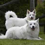 Billedresultat for World Dansk Fritid Husdyr hunde racer Spidshunde. størrelse: 187 x 185. Kilde: www.pinterest.com
