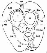 Coronary Artery Anatomy Arteries Normal Anomalies Valve Aortic Pulmonary Cardiac Background sketch template