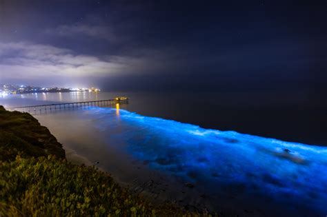 Bioluminescence In Nature