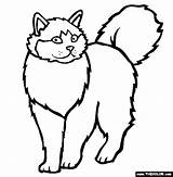 Cat Coloring Pages Ragdoll Color Online Cats Clipart Breed Himalayan Thecolor Designlooter Drawings Library 565px 07kb sketch template