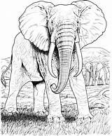 Elephant Coloring Pages Asian Amazing sketch template