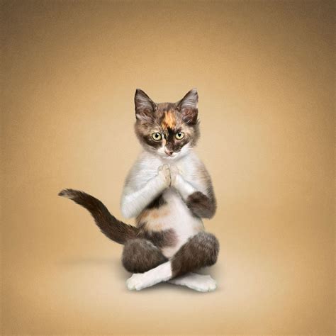 pin  holly broome  cecil  ice cat yoga animal yoga cats
