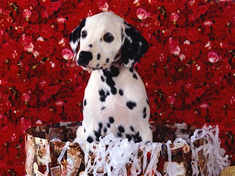 cute dalmatian puppy wallpaper  hd downloads