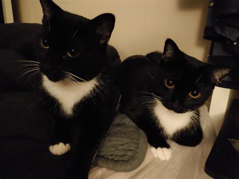 cutest duo youll  meet tuxedocats