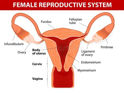 apparato genitale femminile illustrazione vettoriale illustrazione  tabella medico