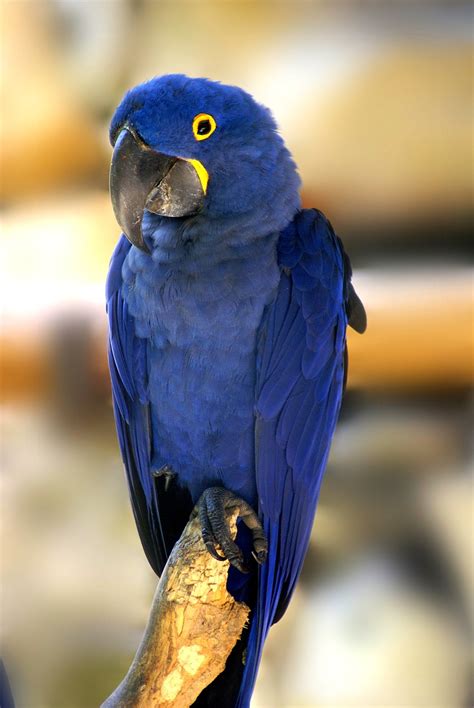 hyacinth macaws everything you need to know about the