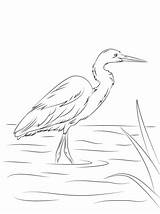 Egret Coloring Pages Printable Héron Billed Yellow Coloriage Intermédiaire Outline Bird Supercoloring Crafts Many Category Choose Board Designlooter Dessin Visit sketch template