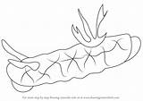 Nudibranch Sea Drawing Draw Step Animals sketch template