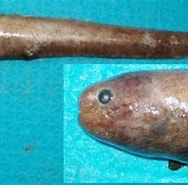 Afbeeldingsresultaten voor Simenchelys parasitica Klasse. Grootte: 188 x 144. Bron: www.fishbase.se