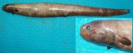 Afbeeldingsresultaten voor Simenchelys parasitica Stam. Grootte: 264 x 106. Bron: www.fishbase.se