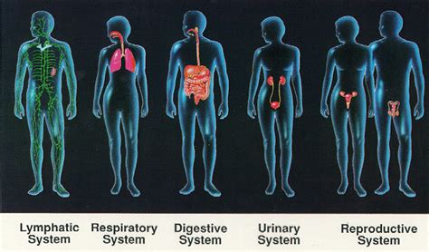 health human body systems   functions