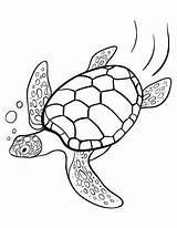 Turtle Sea Coloring Pages Outline Drawing Clipart Turtles Da Printable Draw Clipartbest Loggerhead Colorare Pattern Print Coloringcafe Tartaruga Easy Animal sketch template