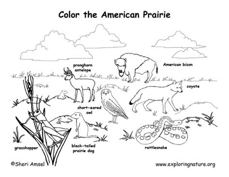 animal habitats coloring worksheets worksheets
