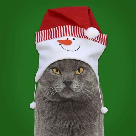 Chartreux Cat Looking Grumpy Wearing A Christmas Hat