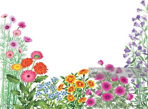 garden flowers border high res vector graphic getty images