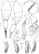 Afbeeldingsresultaten voor "oncaea Curta". Grootte: 132 x 185. Bron: www.researchgate.net
