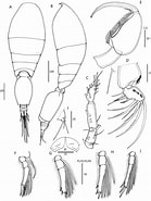 Afbeeldingsresultaten voor "oncaea Curta". Grootte: 139 x 185. Bron: www.researchgate.net