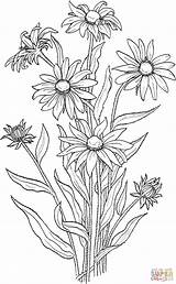 Susan Eyed Coloring Flower Pages Printable Rudbeckia Choose Board Drawing Hirta Sketches sketch template