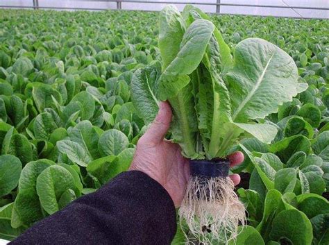 smart farming technologies cc automated lettuce farming