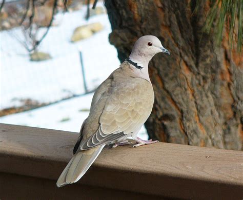 eurasian collared doves conquering america feederwatch