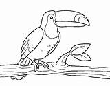 Toucan Coloring Coloringcrew sketch template