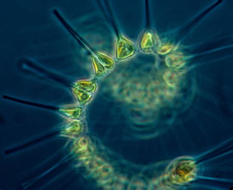 filephytoplankton  foundation   oceanic food chainjpg wikipedia