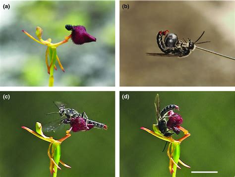 Discovery Of Pyrazines As Pollinator Sex Pheromones And