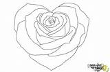 Heart Draw Rose Drawing Flower Drawings Step Coloring Drawingnow Print Tutorials Steps Paintingvalley Cliparting sketch template