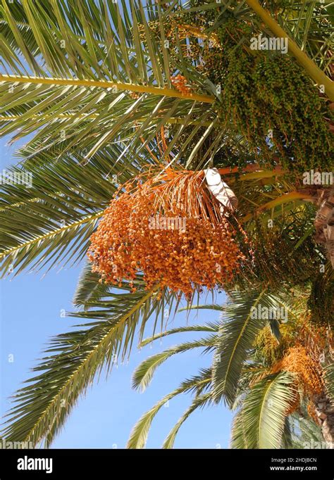 date palm tree date palm date palm trees stock photo alamy