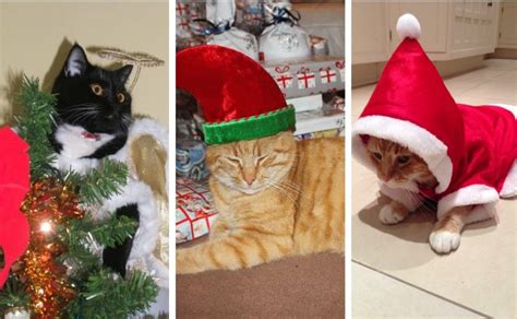 These 12 Cats Of Christmas All Stand For A Human Right But Which Is