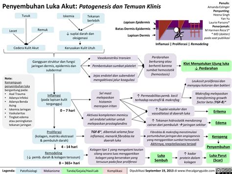 Penyembuhan Luka Akut Patogenesis Dan Temuan Klinis Calgary Guide