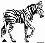 Zebre Zebra Colorier Dessins Imprimé sketch template
