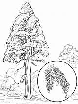Sequoia Acacia sketch template