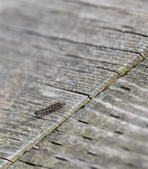tiny black caterpillar toxoplasmosis