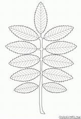 Rowan Leaf Coloring Pages Colorkid Leaves sketch template