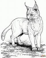 Coloring Pages Lynx Choose Board Animal sketch template