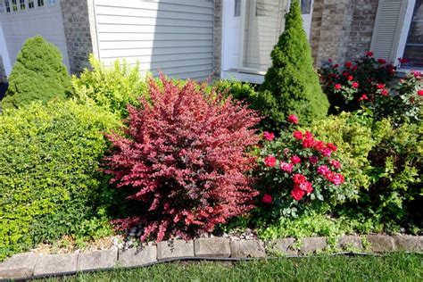 Pa Considers Banning Japanese Barberry A Popular But Invasive