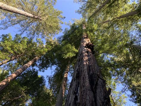What Makes The Redwoods So Special Sonoma Zipline Adventures
