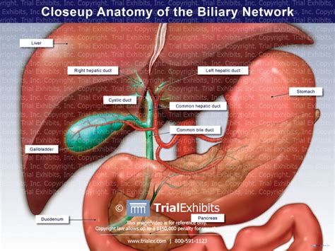 Closeup Anatomy Of The Biliary Network Trialexhibits Inc