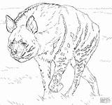 Hyena Coloringbay Spotted Afrika Animali sketch template